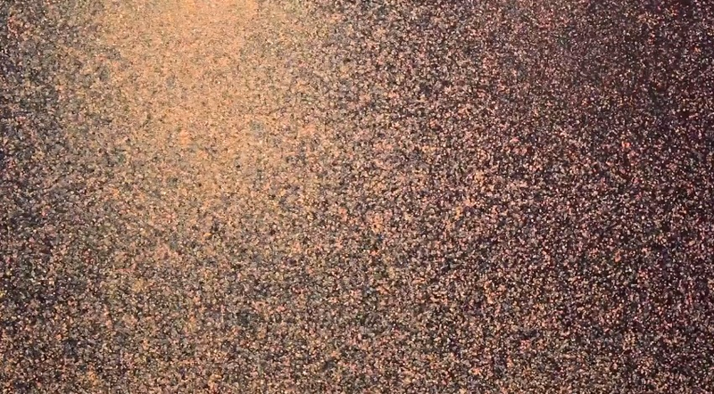 Illustration for article titled These Paintings Are Made From the Barf of 200,000 House Flies